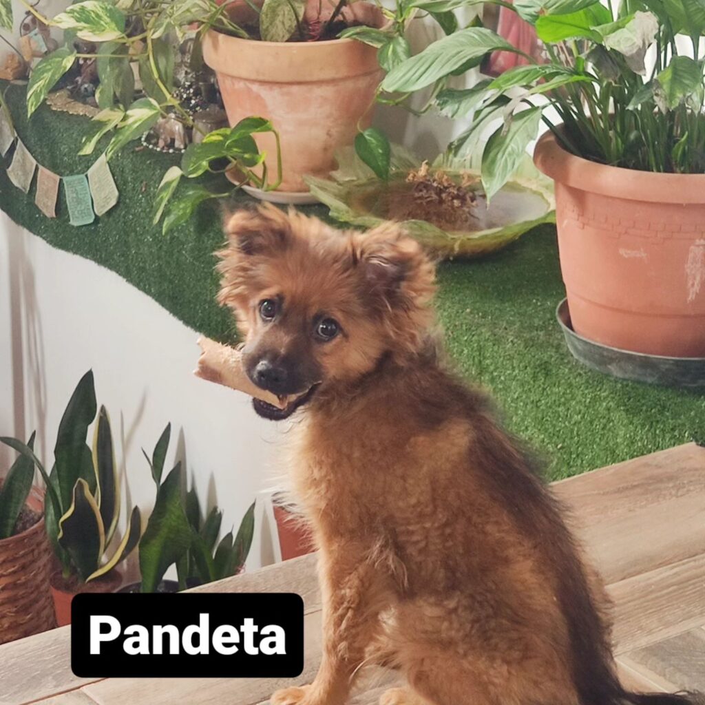 Instagram post from pandaraid24. This post is in position 7.