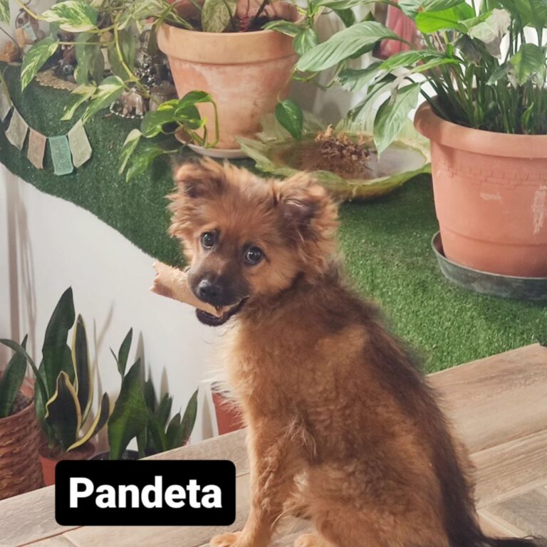 Instagram post from pandaraid24. This post is in position 8.